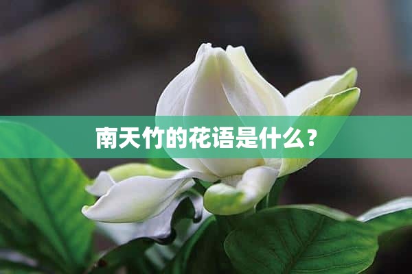 南天竹的花语是什么？