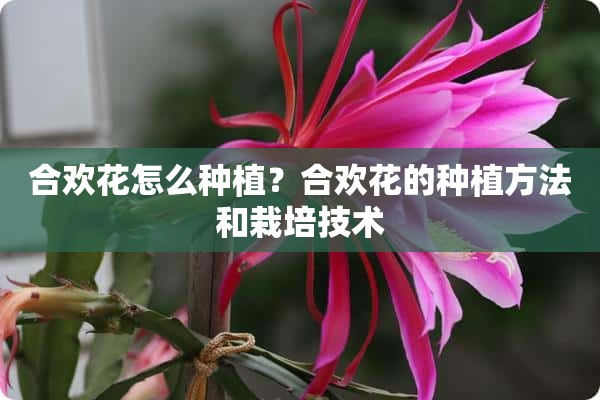 合欢花怎么种植？合欢花的种植方法和栽培技术