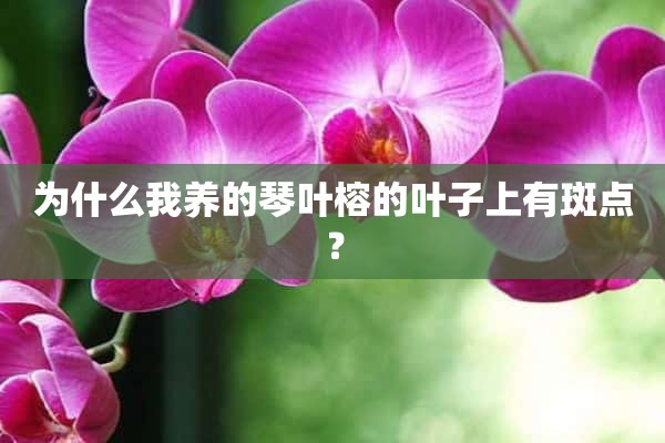 为什么我养的琴叶榕的叶子上有斑点？