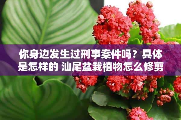 你身边发生过刑事案件吗？具体是怎样的 汕尾盆栽植物怎么修剪好看