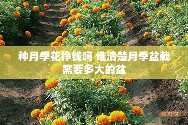 种月季花挣钱吗 谁清楚月季盆栽需要多大的盆