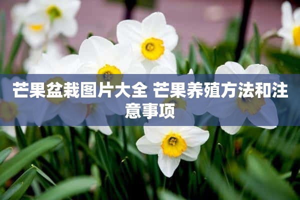 芒果盆栽图片大全 芒果养殖方法和注意事项