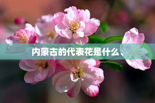 内蒙古的代表花是什么、