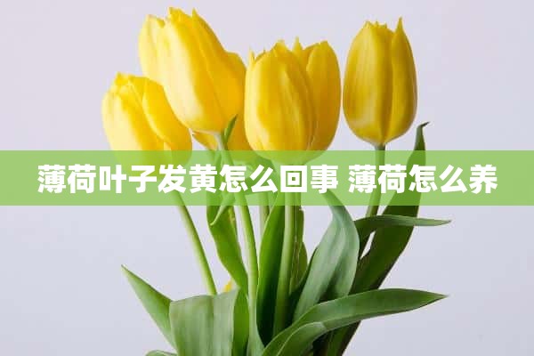 薄荷叶子发黄怎么回事 薄荷怎么养