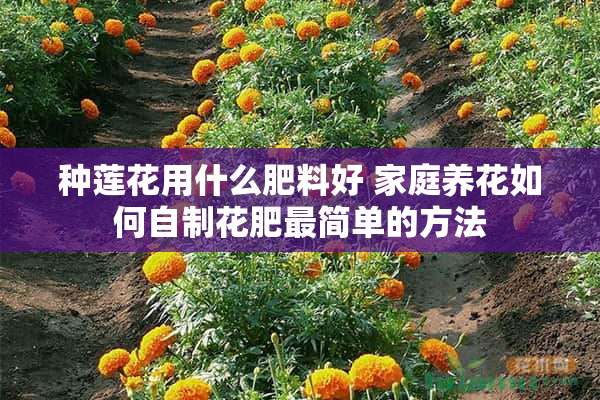 种莲花用什么肥料好 家庭养花如何自制花肥最简单的方法