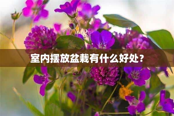 室内摆放盆栽有什么好处？