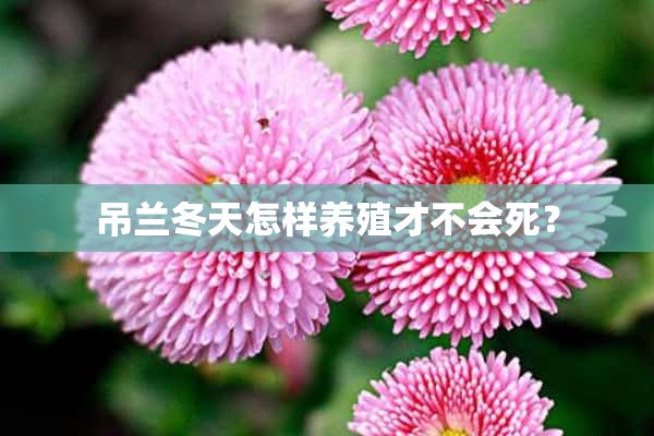 吊兰冬天怎样养殖才不会死？