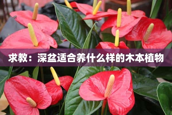 求教：深盆适合养什么样的木本植物