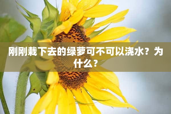 刚刚栽下去的绿萝可不可以浇水？为什么？