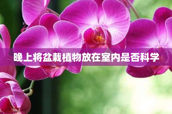 晚上将盆栽植物放在室内是否科学