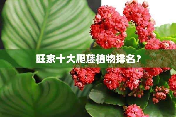 旺家十大爬藤植物排名？