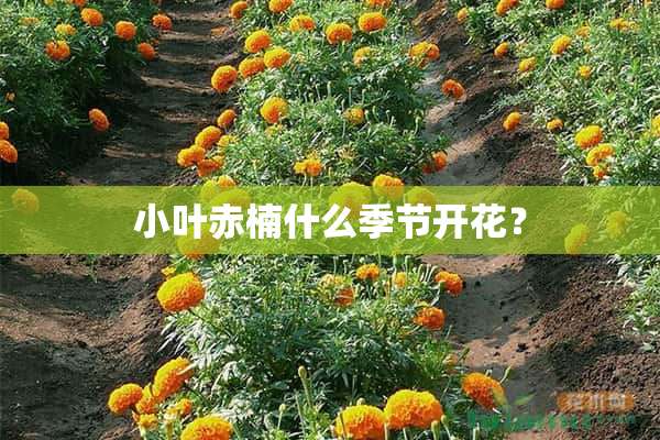 小叶赤楠什么季节开花？