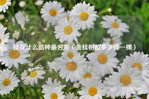 桂花什么品种最名贵（金桂树苗多少钱一棵） 花卉