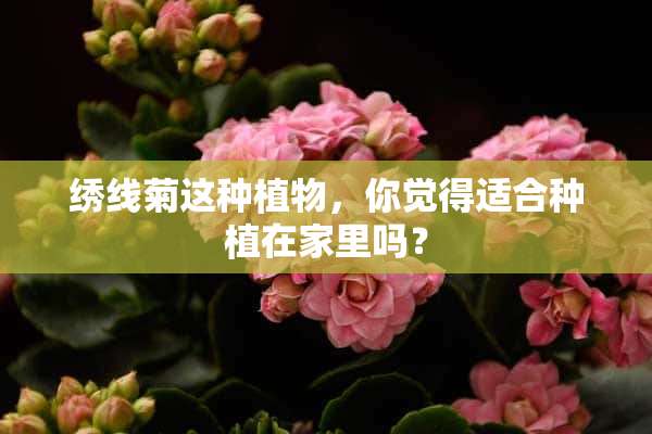 绣线菊这种植物，你觉得适合种植在家里吗？