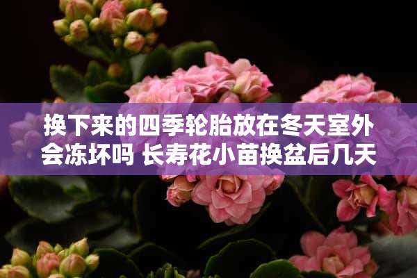 换下来的四季轮胎放在冬天室外会冻坏吗 长寿花小苗换盆后几天敢晒太阳