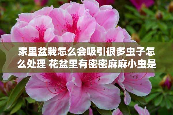 家里盆栽怎么会吸引很多虫子怎么处理 花盆里有密密麻麻小虫是什么