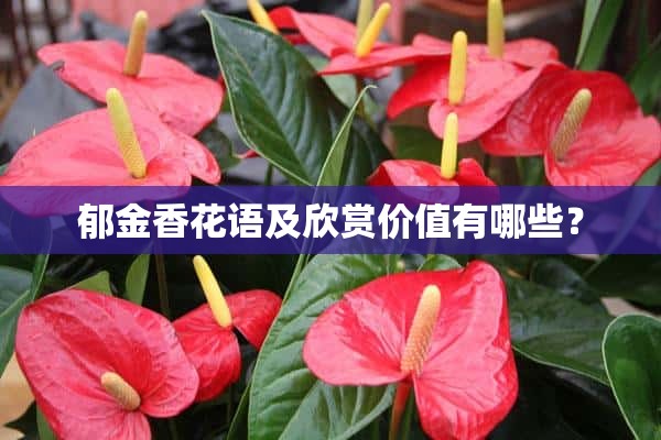 郁金香花语及欣赏价值有哪些？