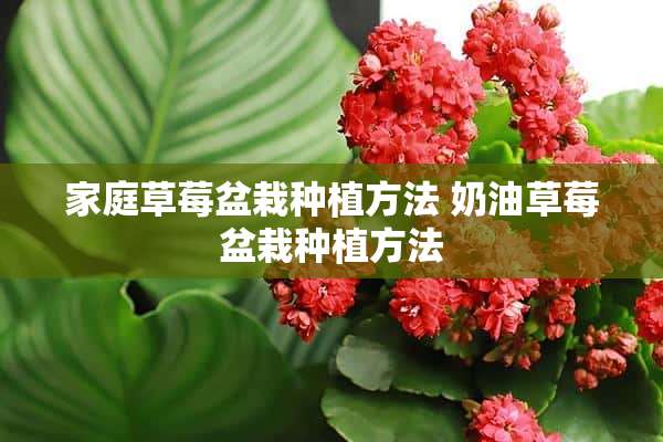 家庭草莓盆栽种植方法 奶油草莓盆栽种植方法