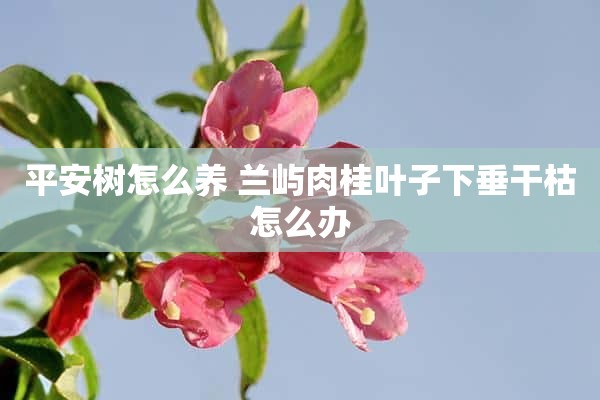 平安树怎么养 兰屿肉桂叶子下垂干枯怎么办