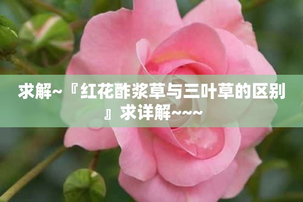 求解~『红花酢浆草与三叶草的区别』求详解~~~