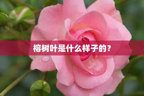 榕树叶是什么样子的？