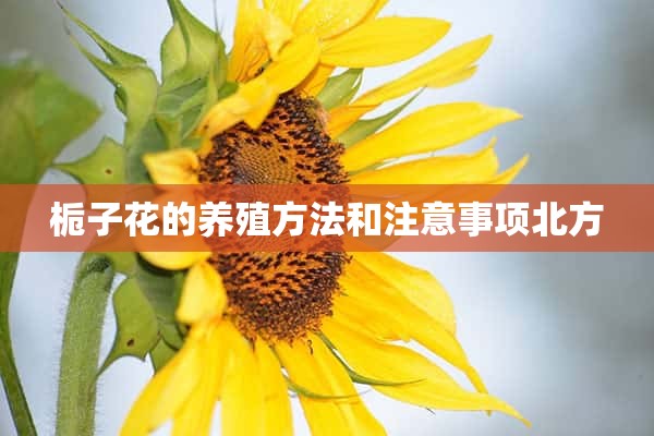 栀子花的养殖方法和注意事项北方