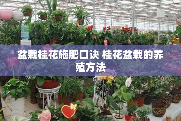 盆栽桂花施肥口诀 桂花盆栽的养殖方法