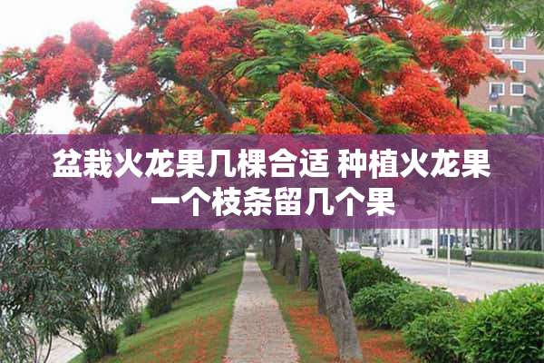 盆栽火龙果几棵合适 种植火龙果一个枝条留几个果