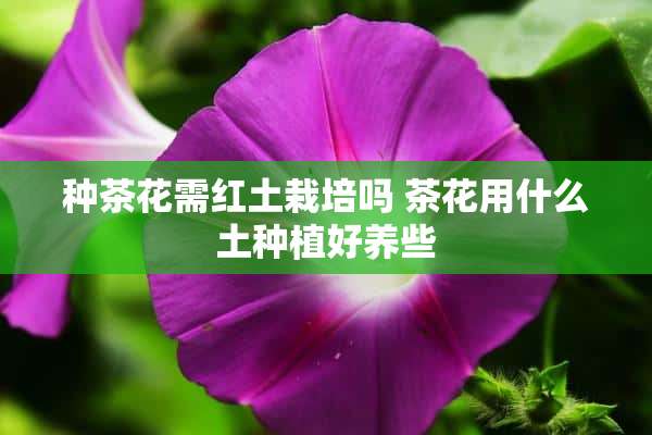 种茶花需红土栽培吗 茶花用什么土种植好养些