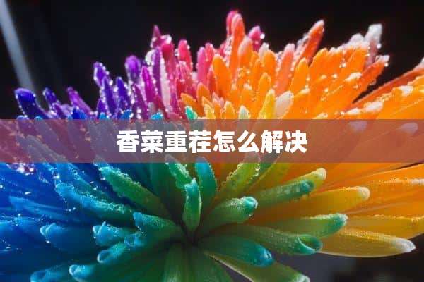 香菜重茬怎么解决