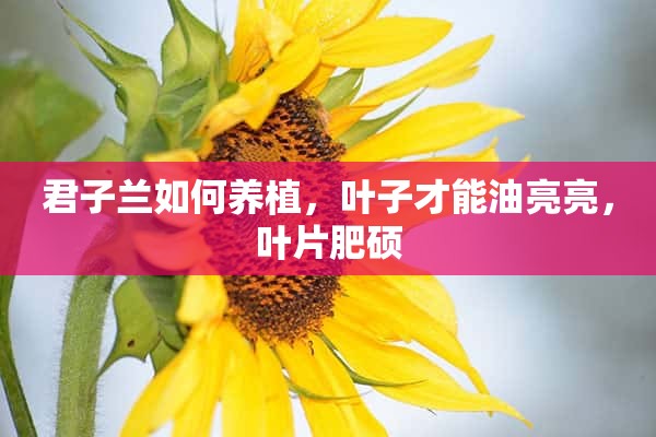 君子兰如何养植，叶子才能油亮亮，叶片肥硕