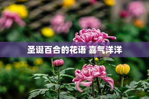 圣诞百合的花语 喜气洋洋