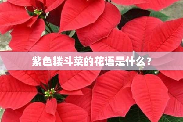 紫色耧斗菜的花语是什么？