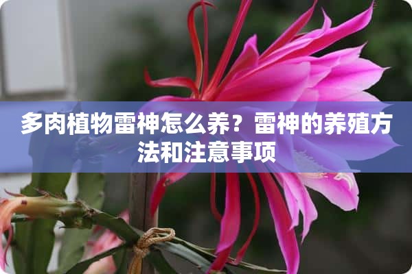 多肉植物雷神怎么养？雷神的养殖方法和注意事项