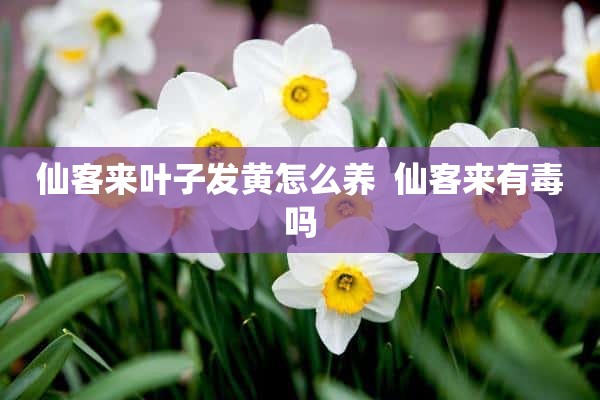 仙客来叶子发黄怎么养  仙客来有毒吗