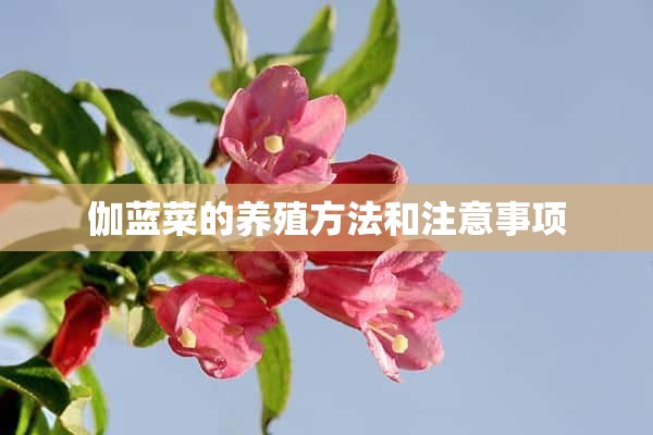 伽蓝菜的养殖方法和注意事项