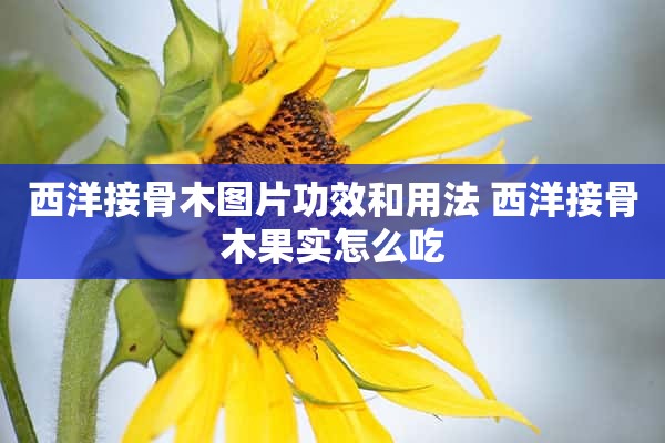 西洋接骨木图片功效和用法 西洋接骨木果实怎么吃