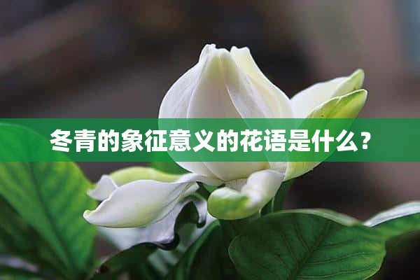 冬青的象征意义的花语是什么？