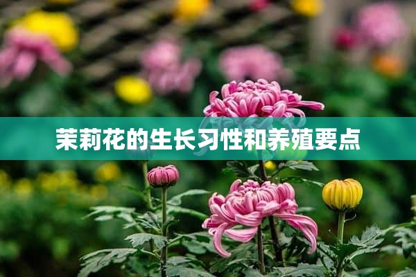 茉莉花的生长习性和养殖要点