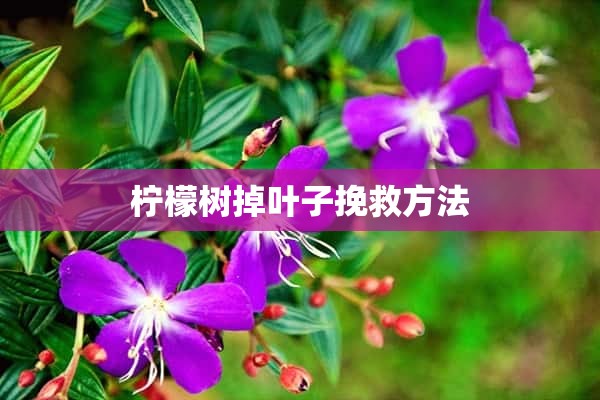 柠檬树掉叶子挽救方法