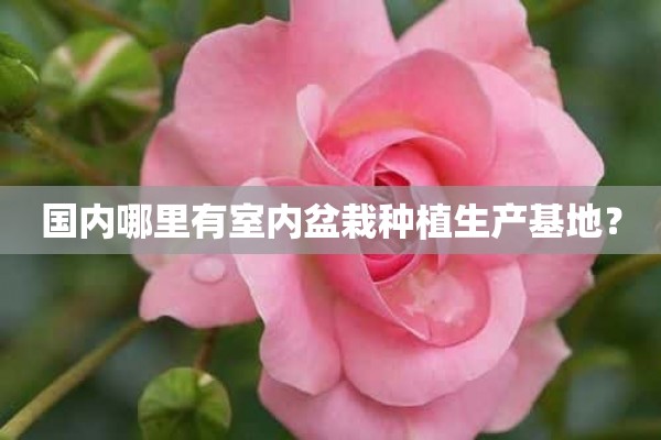 国内哪里有室内盆栽种植生产基地？