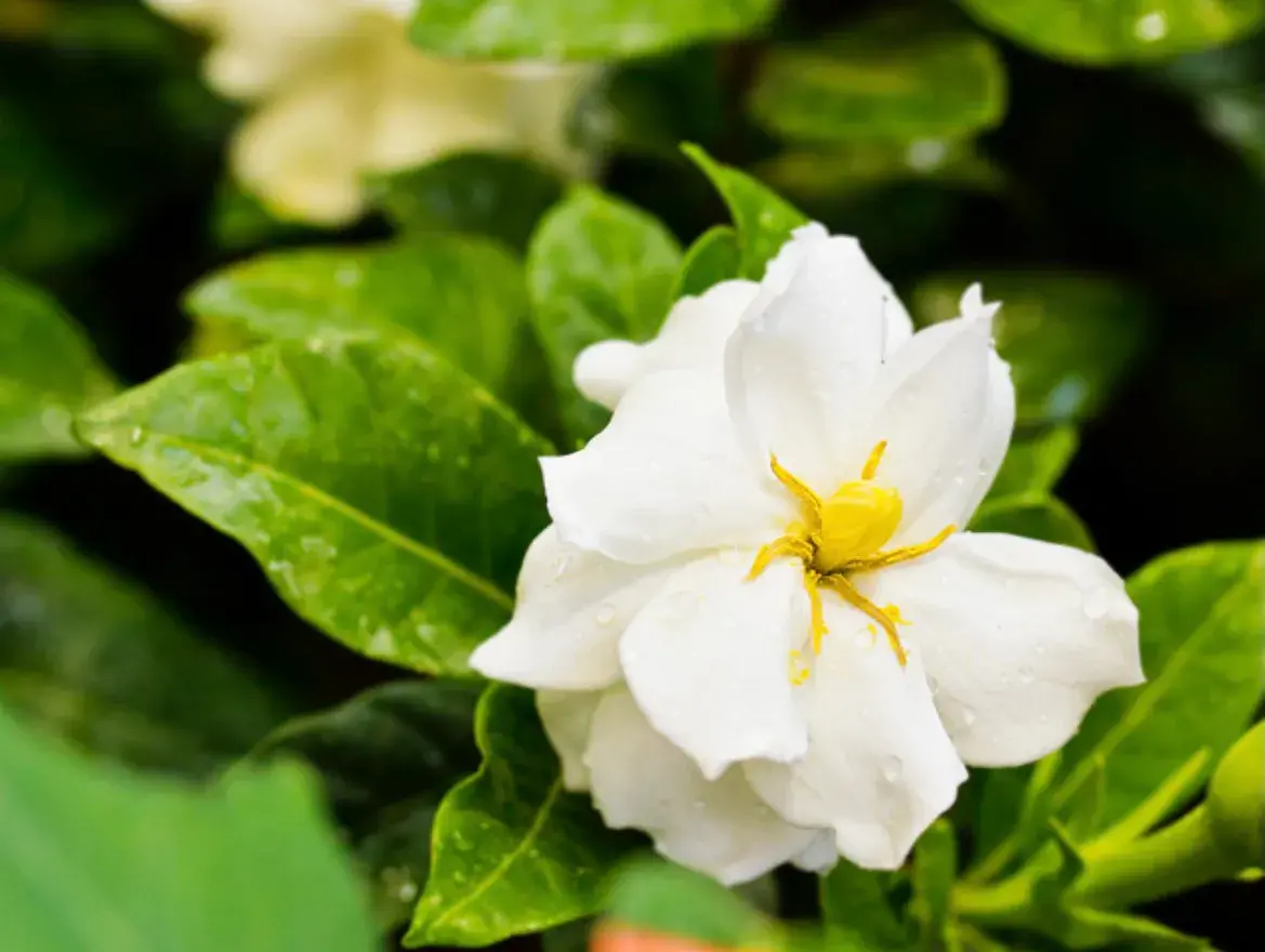 栀子花的寓意(栀子花长什么样) 花卉 第3张