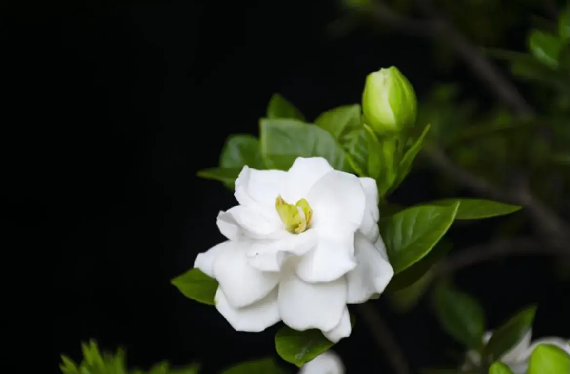 栀子花的寓意(栀子花长什么样) 花卉 第4张