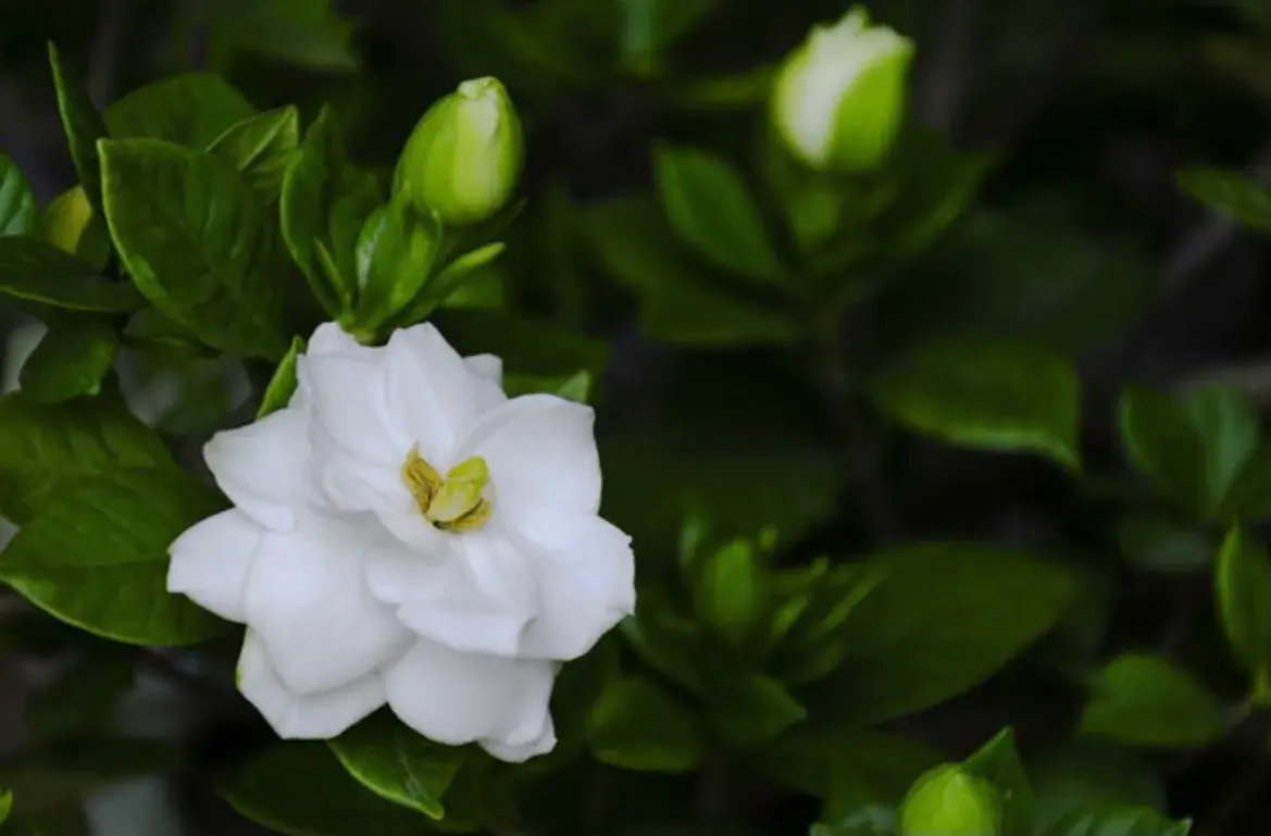 栀子花的寓意(栀子花长什么样) 花卉 第6张