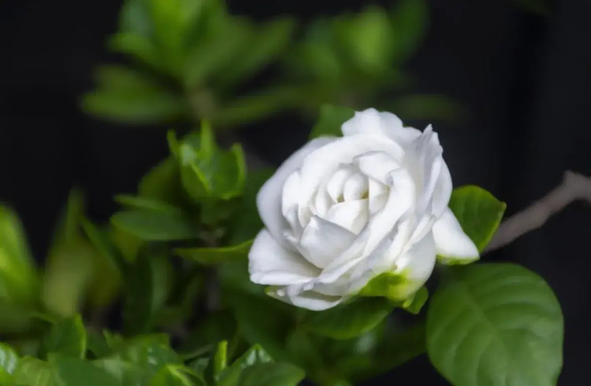 栀子花的寓意(栀子花长什么样) 花卉 第7张