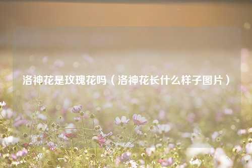 洛神花是玫瑰花吗（洛神花长什么样子图片） 花卉