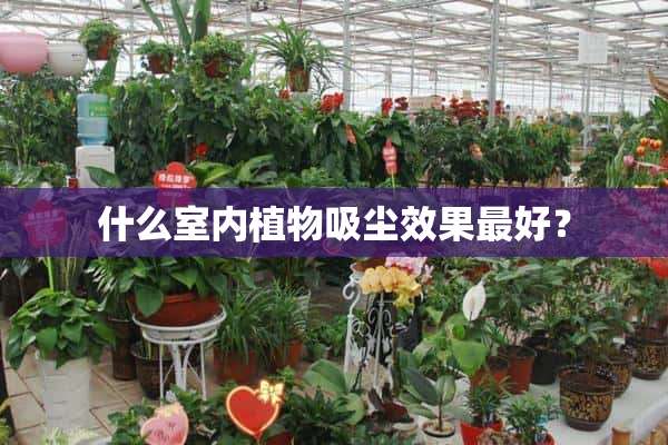 什么室内植物吸尘效果最好？