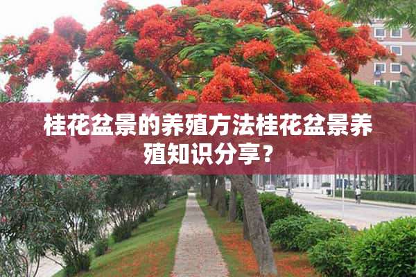 桂花盆景的养殖方法桂花盆景养殖知识分享？