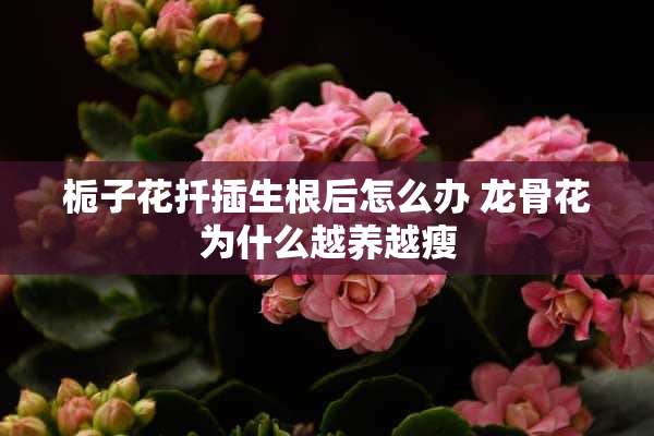 栀子花扦插生根后怎么办 龙骨花为什么越养越瘦