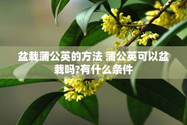 盆栽蒲公英的方法 蒲公英可以盆栽吗?有什么条件